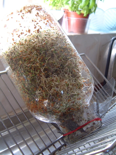 Draining sprouts